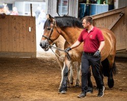 broodmare Omira (Rhenish-German Cold-Blood, 2013, from Orkan)