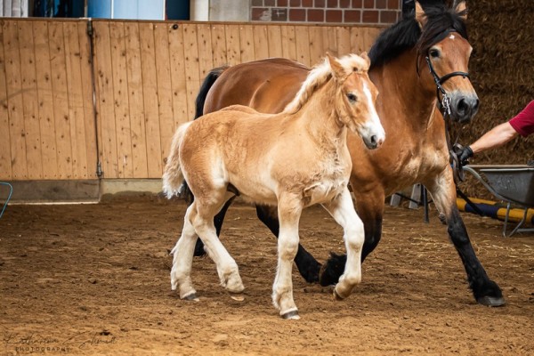 foal by Barbarosse von Brück (Rhenish-German Cold-Blood, 2024, from Balthasar von Brück)