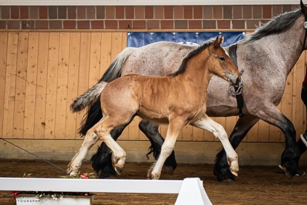 foal by Adonis von Brück (Rhenish-German Cold-Blood, 2024, from Albrecht von Brück)