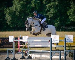 jumper Carquilius PS (Oldenburg show jumper, 2012, from Carthago)