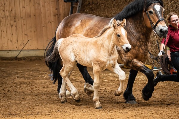 foal by Neo von Brück (Rhenish-German Cold-Blood, 2024, from Nautilus)