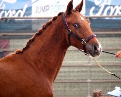 stallion Willy Wonka Imperial (Sella Italiano, 2019, from Killy)