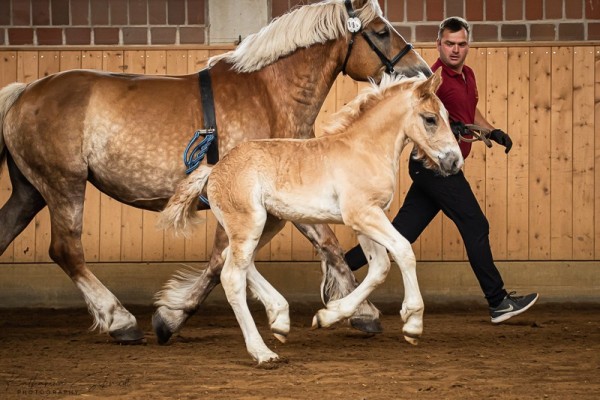 foal by Bonaparte vom Urstrom (Rhenish-German Cold-Blood, 2024, from Balthasar von Brück)