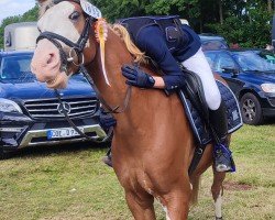 jumper Tabasco 106 (German Riding Pony, 2017, from Totilas)