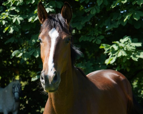 dressage horse Zoomania (Westphalian, 2022, from Zoom)