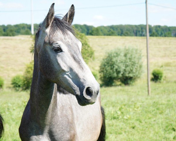 Springpferd Avantador (Westfale, 2022, von Aviador)