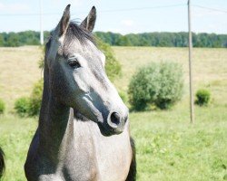 jumper Avantador (Westphalian, 2022, from Aviador)