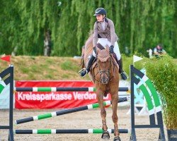 jumper Salinero 37 (Oldenburg show jumper, 2015, from Schenkenberg)