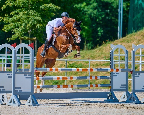 jumper Courlotta (Oldenburg show jumper, 2017, from Coupe Gold)