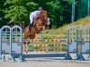 jumper Courlotta (Oldenburg show jumper, 2017, from Coupe Gold)