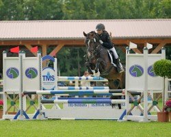 stallion Beekzicht's Cas (New Forest Pony, 2005, from Orlando)