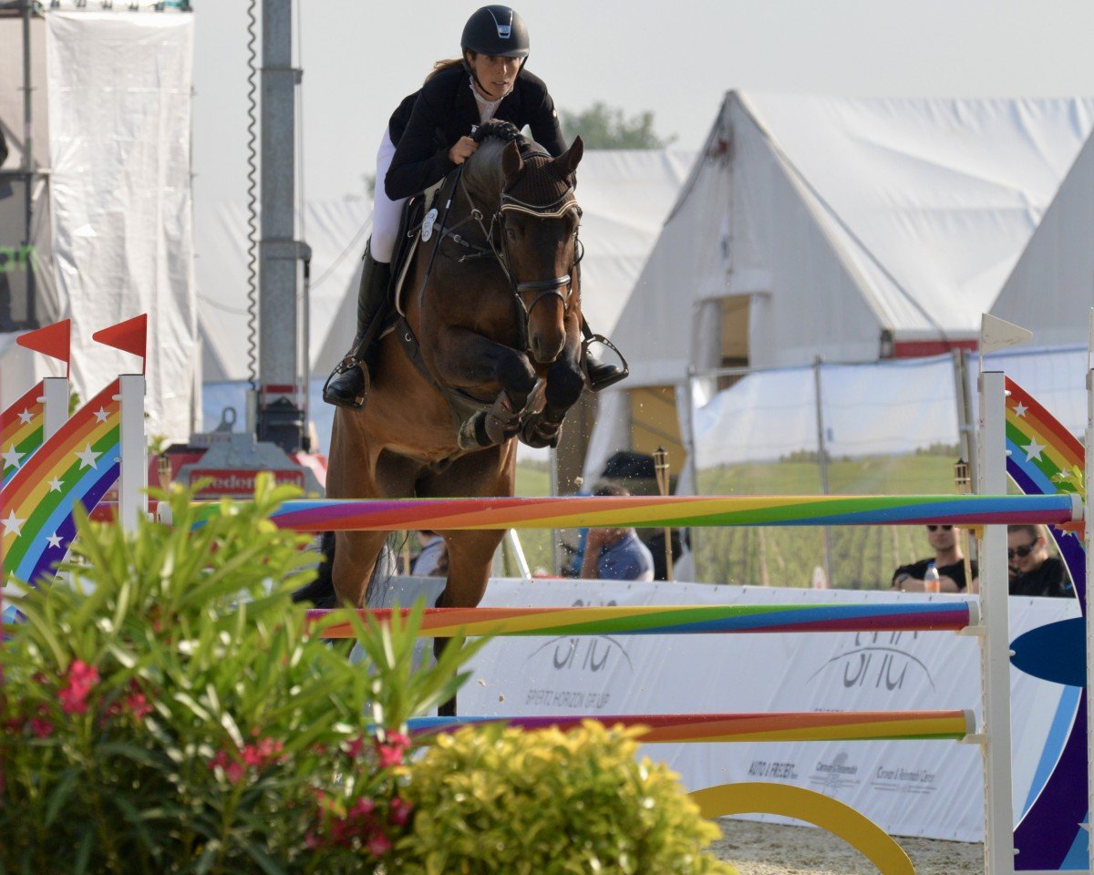 jumper MATTIE (KWPN (Royal Dutch Sporthorse), 2017, from Contendro II)