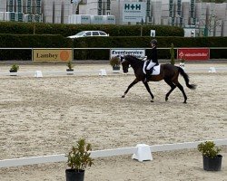 dressage horse Bolero Nick (Thoroughbred, 2000, from Alkalde xx)