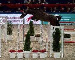 jumper Casira DG (German Sport Horse, 2020, from Cellagon Cascais)