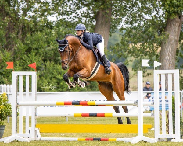 jumper Calle T (Oldenburg show jumper, 2019, from Chacco's Son II)