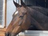 dressage horse Rosenfee 22 (Oldenburg, 2007, from Rockwell)