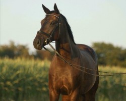 broodmare Finesse (Oldenburg, 2011, from Fidertanz)