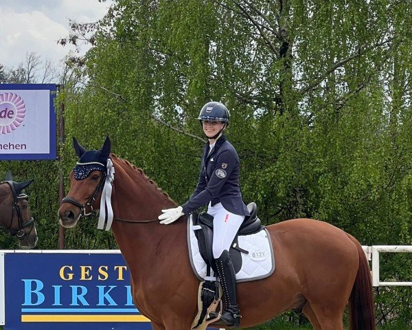 Dressurpferd Kalonkagaton (Trakehner, 2010, von Münchhausen)