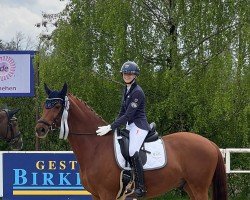 dressage horse Kalonkagaton (Trakehner, 2010, from Münchhausen)