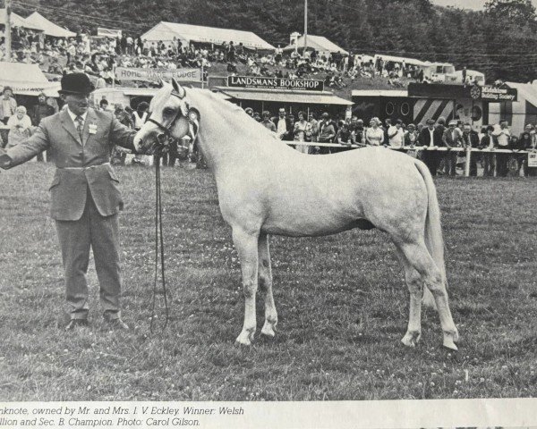 Deckhengst Cusop Banknote (Welsh Pony (Sek.B), 1973, von Downland Cavalcade)