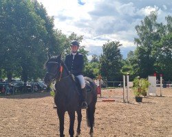 jumper Dacota Melloni (Oldenburg show jumper, 2014, from Diarado)