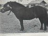 stallion Lakeland Lightning (Shetland Pony, 1967, from Rustler of Markinch)