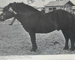 stallion Lakeland Lightning (Shetland Pony, 1967, from Rustler of Markinch)