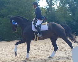 dressage horse Zoraya B (German Sport Horse, 2017, from Birkhof's Zalando OLD)