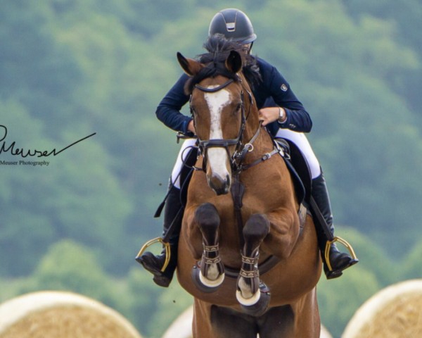 jumper Chandana 2 (German Sport Horse, 2011, from Ramiro's Son II)