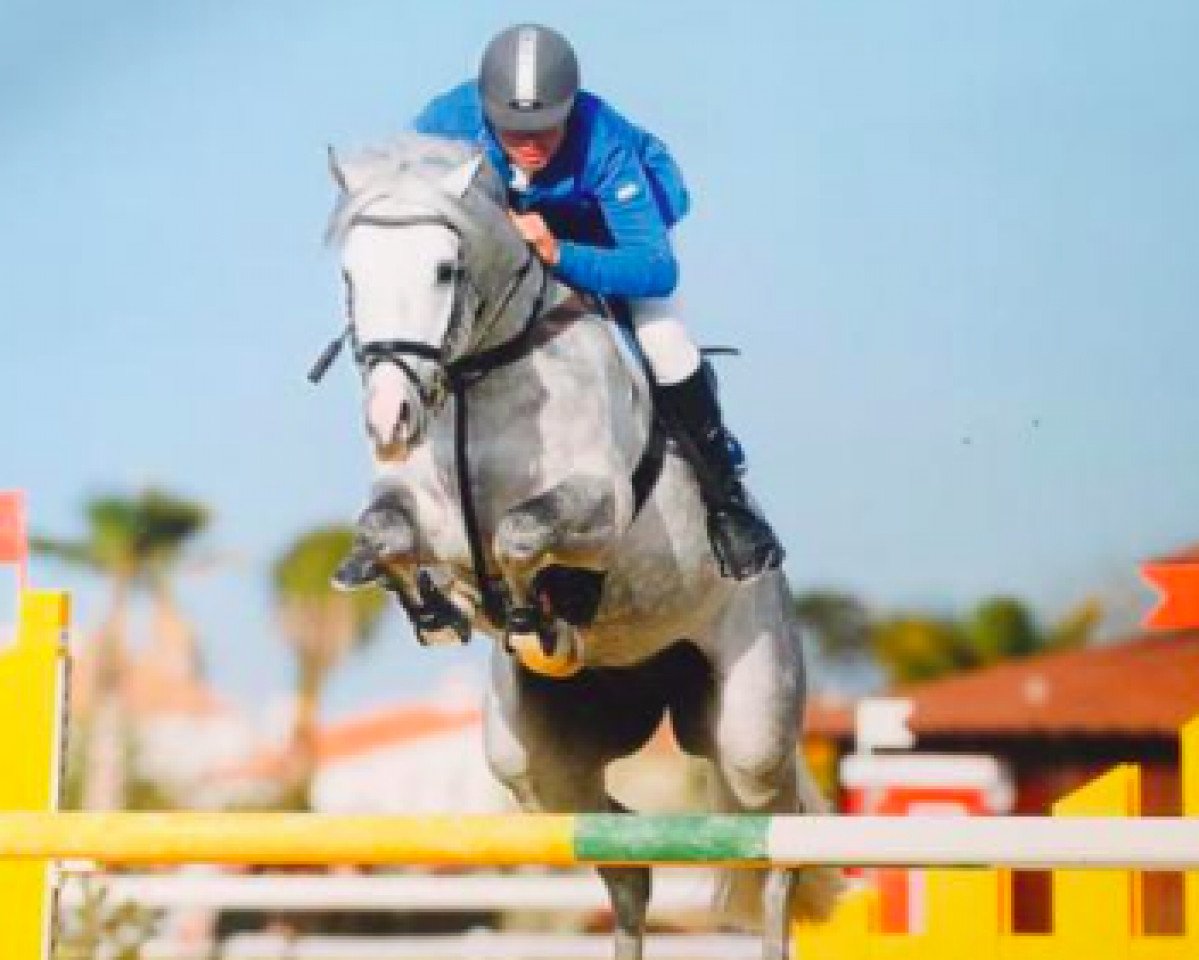 jumper Jazz'Men de Septon (Belgian Warmblood, 2009, from Clinton I)