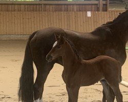 foal by Lord (Oldenburg show jumper, 2024, from Vatson Sitte)