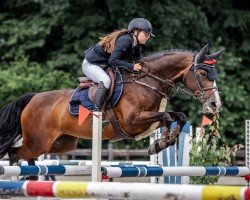 jumper Casalica (Oldenburg show jumper, 2017, from Casallco)