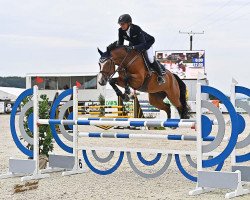 jumper Carisma 149 (Oldenburg show jumper, 2016, from Caligula)