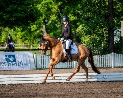 dressage horse Wert's Showgirl (German Riding Pony, 2020, from DSP Cosmo Royale)