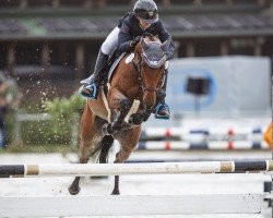 jumper Amadeus 1036 (German Riding Pony, 2012, from Airman xx)