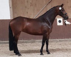 broodmare Valencia (Hanoverian, 2020, from Vaderland OLD)