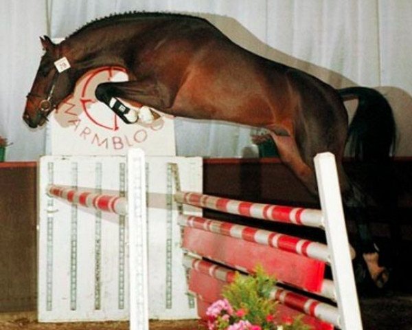 stallion Lambada van Berkenbroeck (Oldenburg, 1998, from Levantos I)