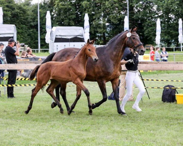 foal by Emeraldo B (German Sport Horse, 2024, from Emeron)