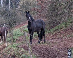 Springpferd Kawawoom (Hannoveraner, 2019, von Kanndarco)