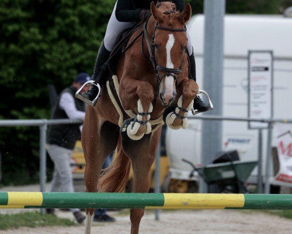 Springpferd Vb Pirondelle (KWPN (Niederländisches Warmblut), 2020, von Kitt SB)