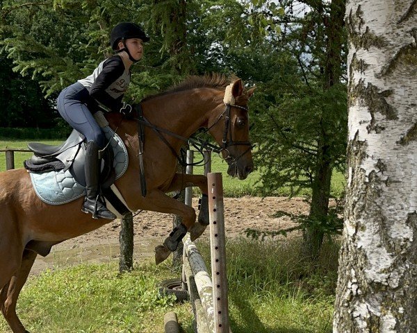 Springpferd Bonfire (Welsh-Cob (Sek. D), 2008, von Thers Billy Budd)