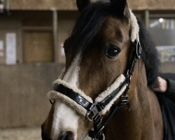 dressage horse Captain Cook 23 (German Riding Pony, 2009, from Cansas)