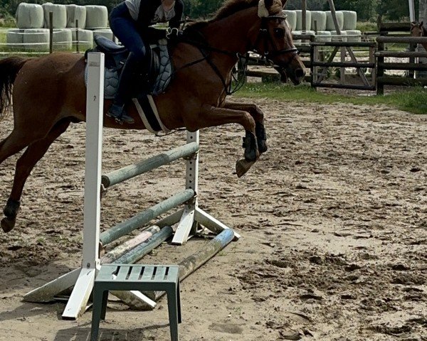 jumper Bonfire 100 (Pony without race description, 1997)