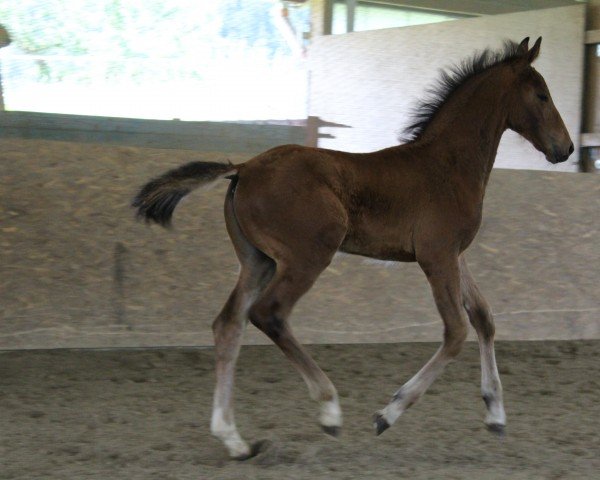 jumper Lucy B 4 (German Sport Horse, 2015, from Larimar)