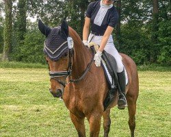 dressage horse Hanni (Hannoveraner, 2011, from Hohenstein I)