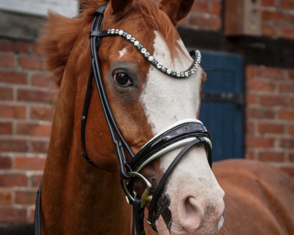 dressage horse Rudi White Nose (Hanoverian, 2008, from Royal Blend)