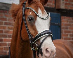 Dressurpferd Rudi White Nose (Hannoveraner, 2008, von Royal Blend)