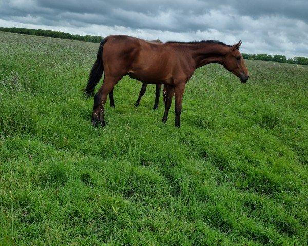 Springpferd Daim Chocolate (Westfale, 2023, von Diathago)