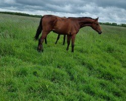 Pferd Daim Chocolate (Westfale, 2023, von Diathago)