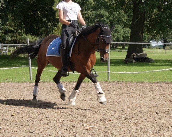 dressage horse Zorro (unknown, 2006)